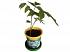 Набор для выращивания растений - Орех маньчжурский  - миниатюра №1